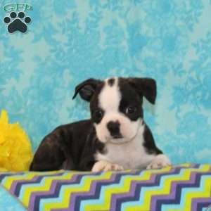 Kiesha, Boston Terrier Puppy